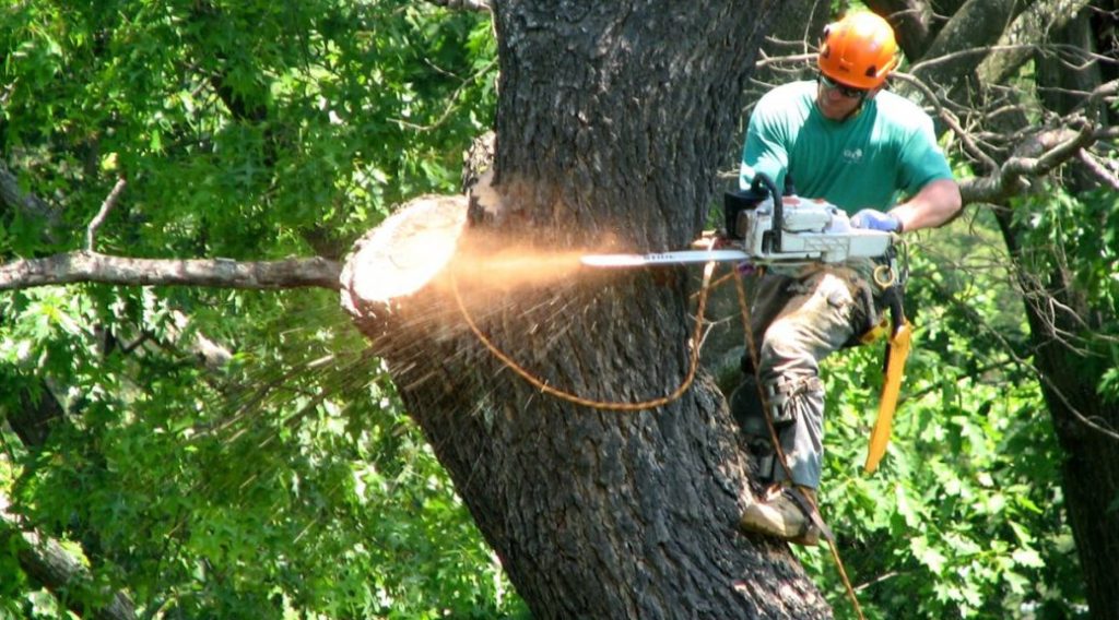 Tree Surgeons